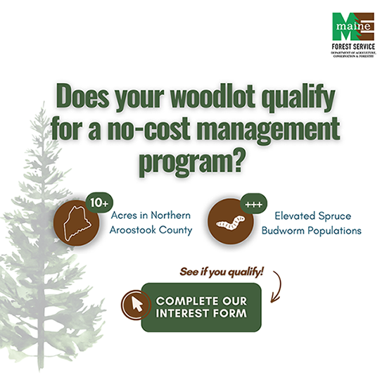 Does your woodlot qualify for a no-cost management program?